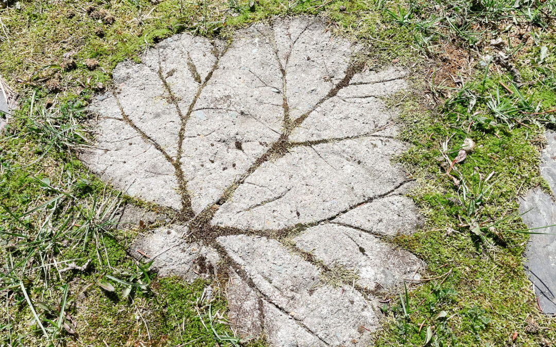 How to Make Rhubarb Leaf Stepping Stones